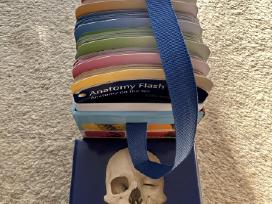Anatomijos kortelių rinkinys Anatomy Flash Cards