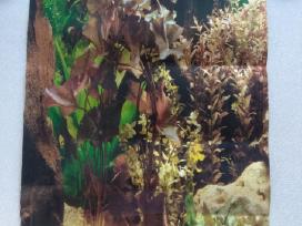 Akvariumo dekoracija dvipuse