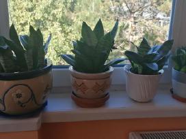 Gėlė sensevieria
