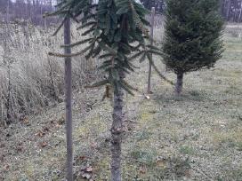 paprastoji egle skelbimai - Skelbiu.lt