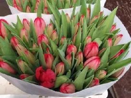 Mamos dienai Tulpes didmena kaina nuo 0,40 cnt