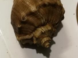 Akvariumui graži didelė kriauklė
