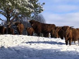 Highland Cattle Fam Visnapuu