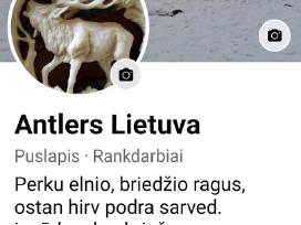 Perku elnio ragus