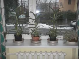 Kambariniai augalai - gėlės