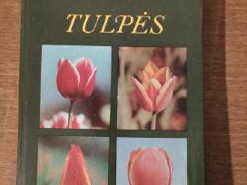 "Tulpės" . Angelė Baliūnienė ir Regina Juodkaitė