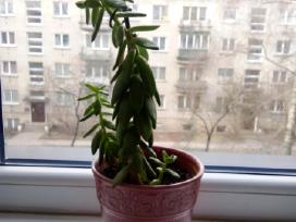Kambarinė gėlė sukulentas