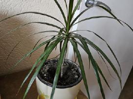 Gėlė Dracena