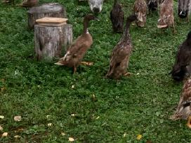 Antys indijos bėgikai