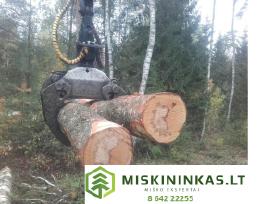 Miško kirtimas, miško priežiūra, sanitariniai kirt