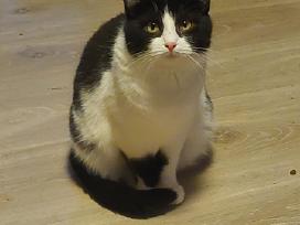 Puma labai ieko naujų namučių