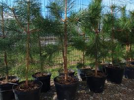 Juodosios Nigra ir kalnų pušys bonsai vazonuose
