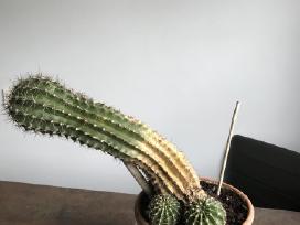 Kaktusas