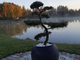 Bonsai medeliai, formuotos pušys, spygliuočiai,