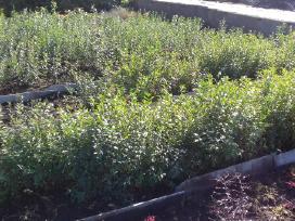 Išparduodame suformuotus ligustrų krūmus