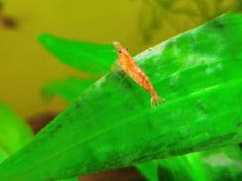 Skaidrios krevetes Red Cherry