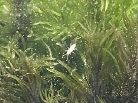 Kolembolos (Springtails)