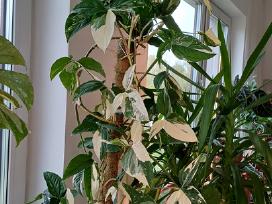 Syngonium Amerald Gem kolekcinis augalas.arba Alba