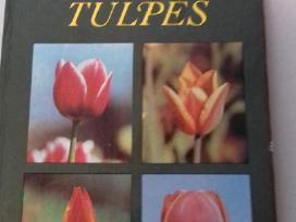 Knyga (tulpes)