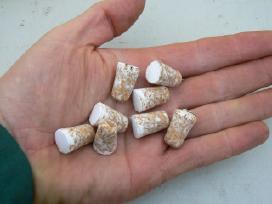 Sertifikuotos Shiitake grybų kapsulės Olandija