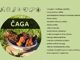 Lietuvos miškuose rinkta Chaga / Čaga