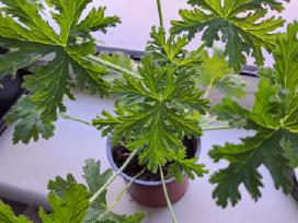 Kvapioji pelargonija ( Jeronimas)