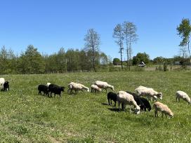 Ėriukai pirkimui arba rezervavimui