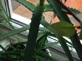 Aloiša aloe