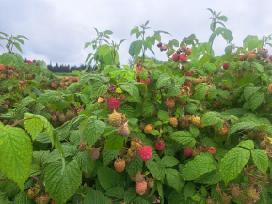 Parduoda avietes Vilniuje