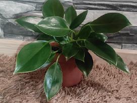 Philodendron Green Princess