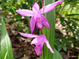 Orchidėja lauko