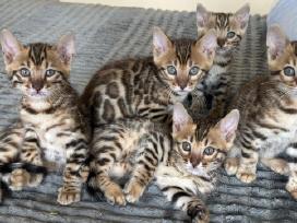 Balticbengals bengalijos kačiukai