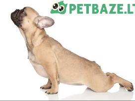 Prekes sunims internete Petbaze lt