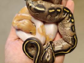 Python regius (Ball python)