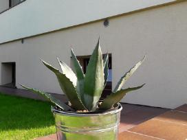Agava