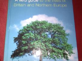 Trees a field guide to the trees in Britain