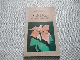 Gėlės šiltnamiuose Jadvyga Rugytė, Birutė Andriušk