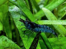 Mėlynos krevetės. Neocaridina Blue Dream