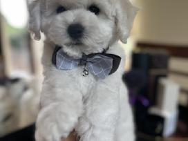 Kilmingi garbanotieji bišonai/ bichon frise