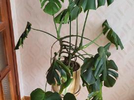 Monstera