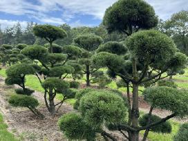 Bonsai, formuotos pušys, dekoratyviniai augalai