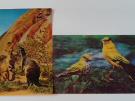 Stereo (3D) atvirutės