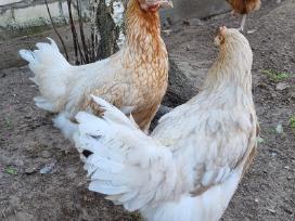 Vištos