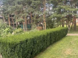 Kukmedžiai koloniniai užauginti Lietuvoje