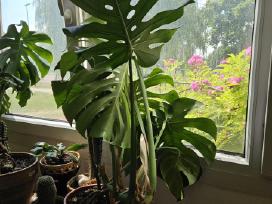 Monstera
