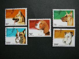 Sunys Beninas 1995 antsp. bnn8789