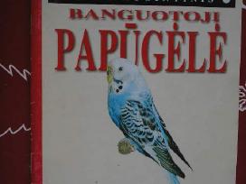 Banguotoji papugele
