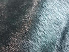 Audinys 300x160 cm