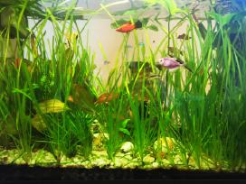 Parduodame akvariumo augalus 1 Eur/vnt.