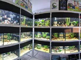 Didelis akvariuminių žuvyčių pasirinkimas